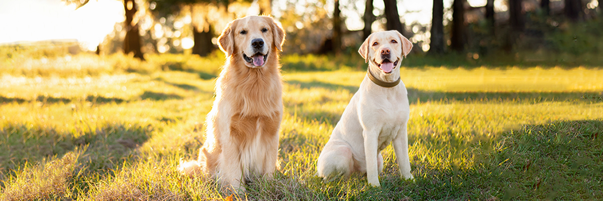 Labrador retriever hotsell double coat